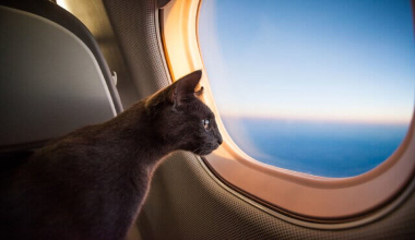 Как летать с животными в самолете