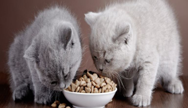 Корм для кошек  с чувствительным пищеварением