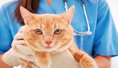 Антибиотики для лечения кошек  и котов: основные правила  и рекомендации
