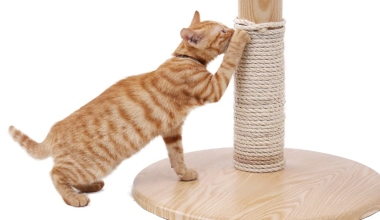 Как отучить кошку царапать мебель