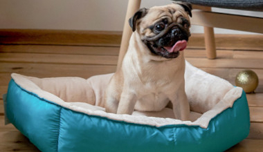 Как выбрать размер лежанки для вашей собаки