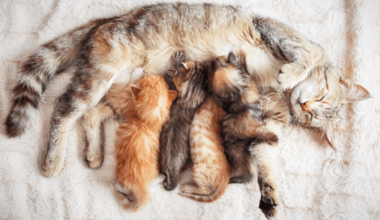 Корм для беременных кошек