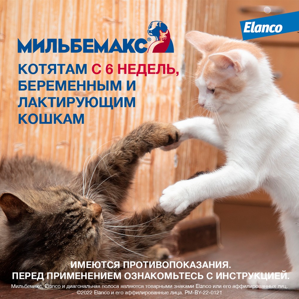 Мильбемакс табл антигельминтик для кошек и котят 2 шт 4