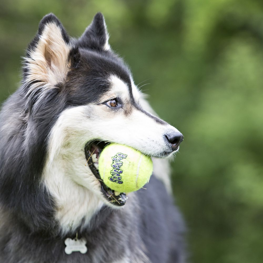 Игрушка Kong Air Мяч теннисный 3 шт для собак 2