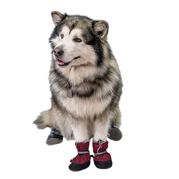 Ботинки Чип утепленные бордо для собак 2 шт 2