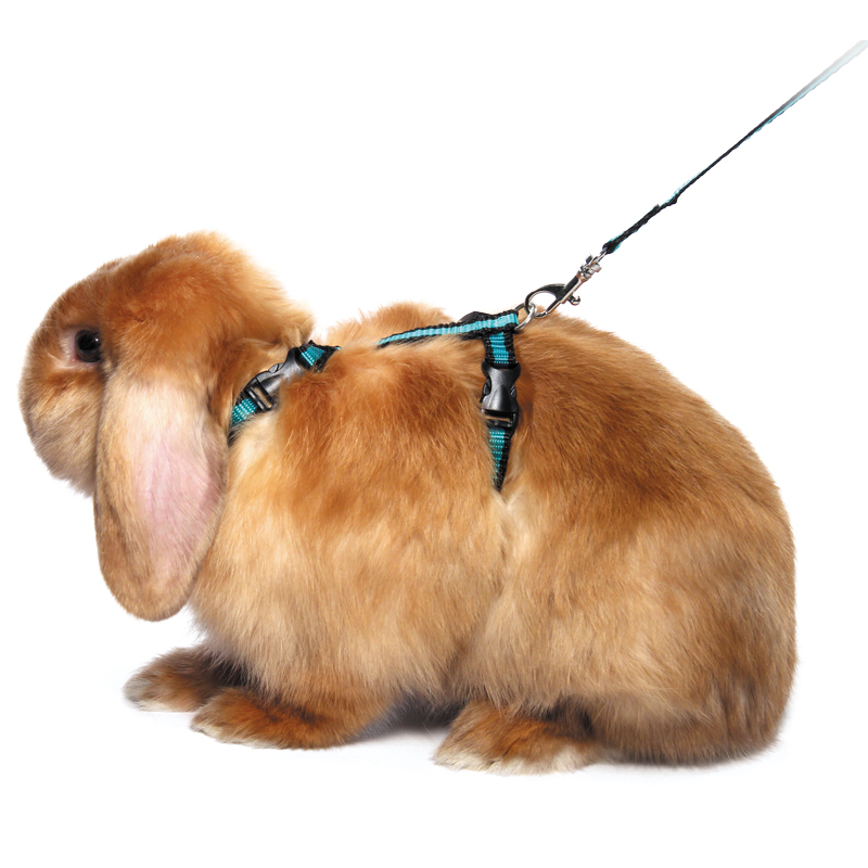 Комплект шлейка и поводок для кролика из капрона 