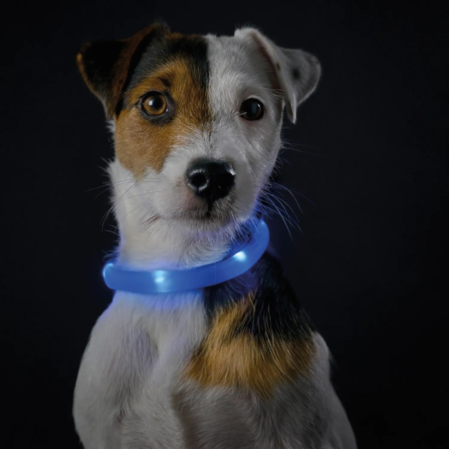 Ошейник Hunter cветящийся шнурок на шею LED Yukon 20-70 см для собак 5