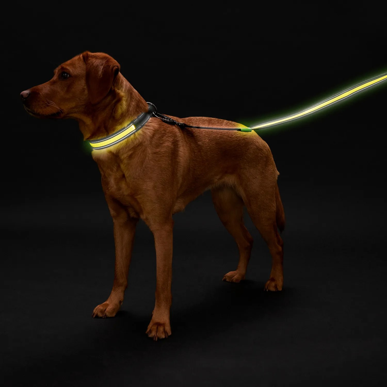 Ошейник Hunter LED Manoa Glow L (55-60 см) 2,5 см для собак 4