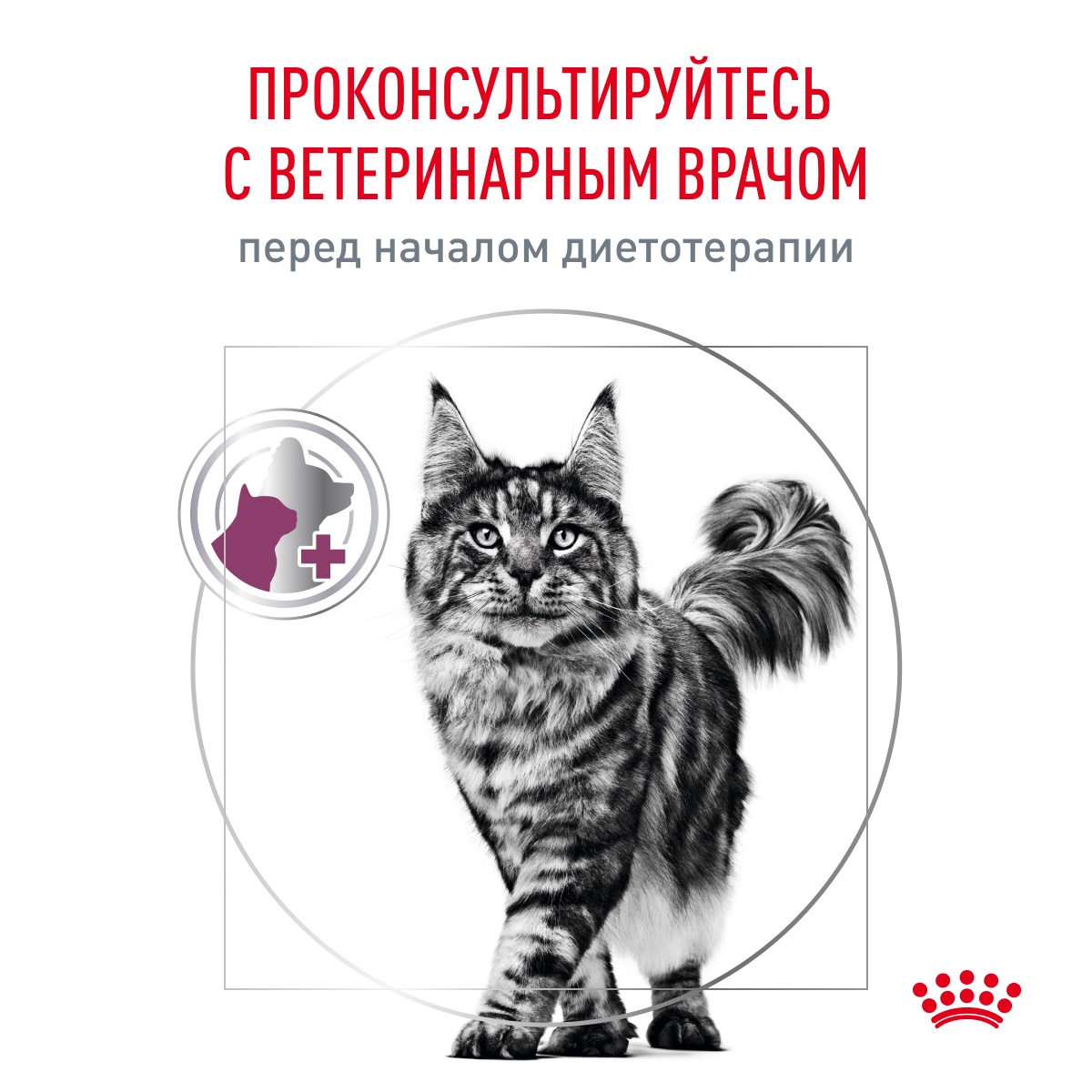 Royal Canin Renal Рыба пауч для кошек 85 г 11