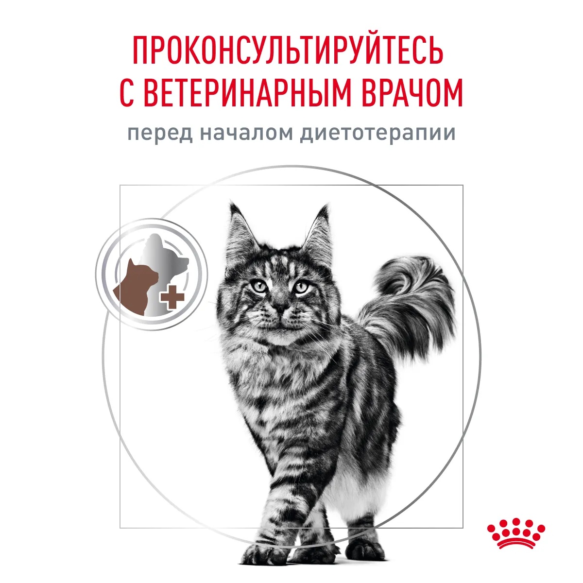 Royal Canin Gastrointestinal для кошек 11