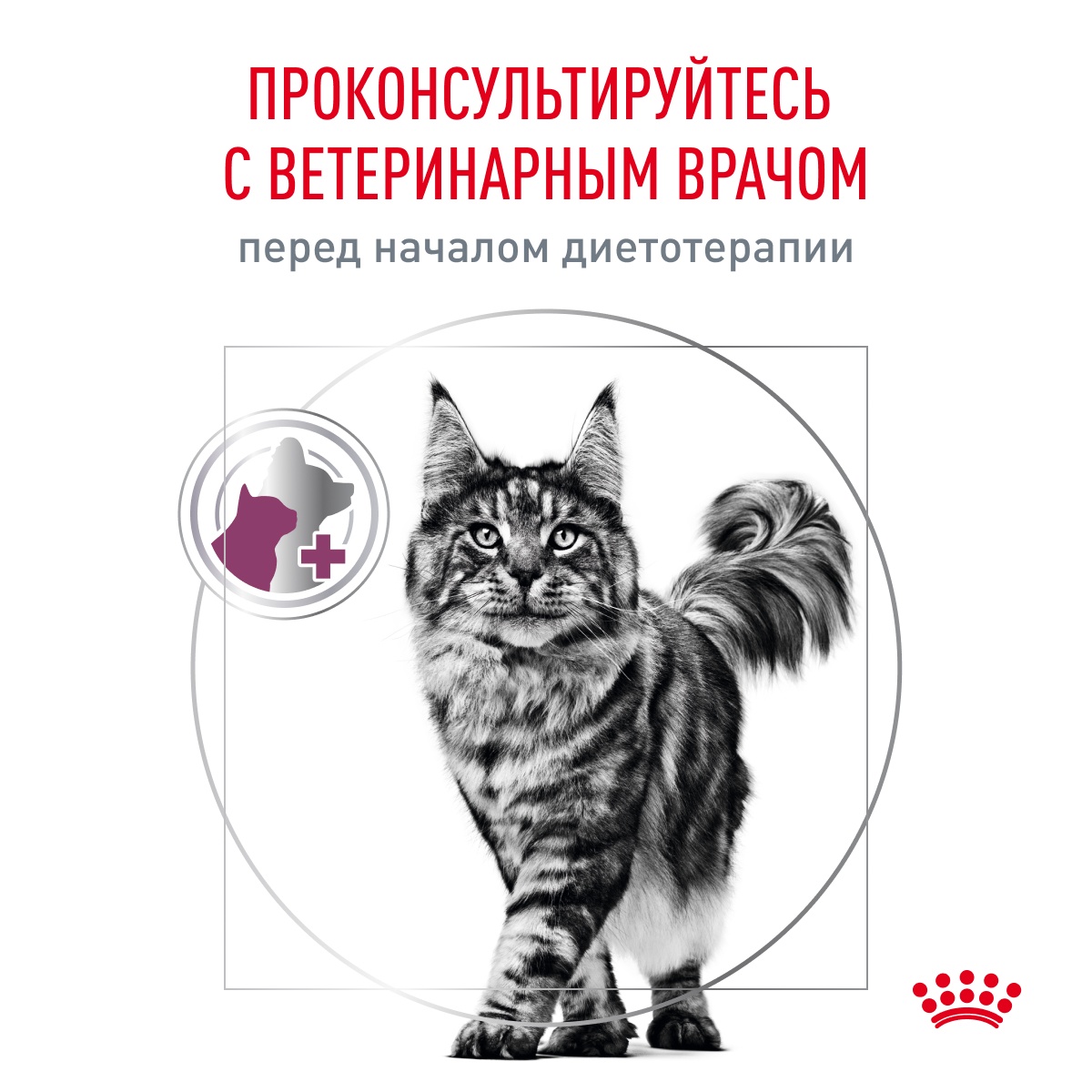 Royal Canin Renal для кошек 10