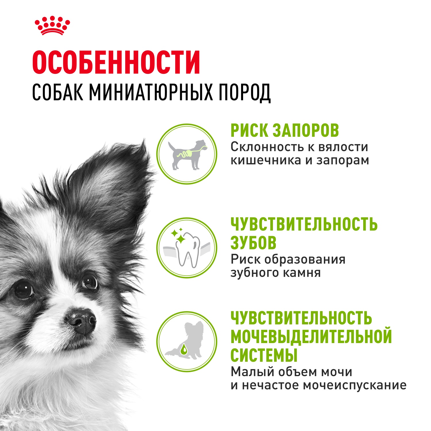 Royal Canin X-Small Adult для собак 3