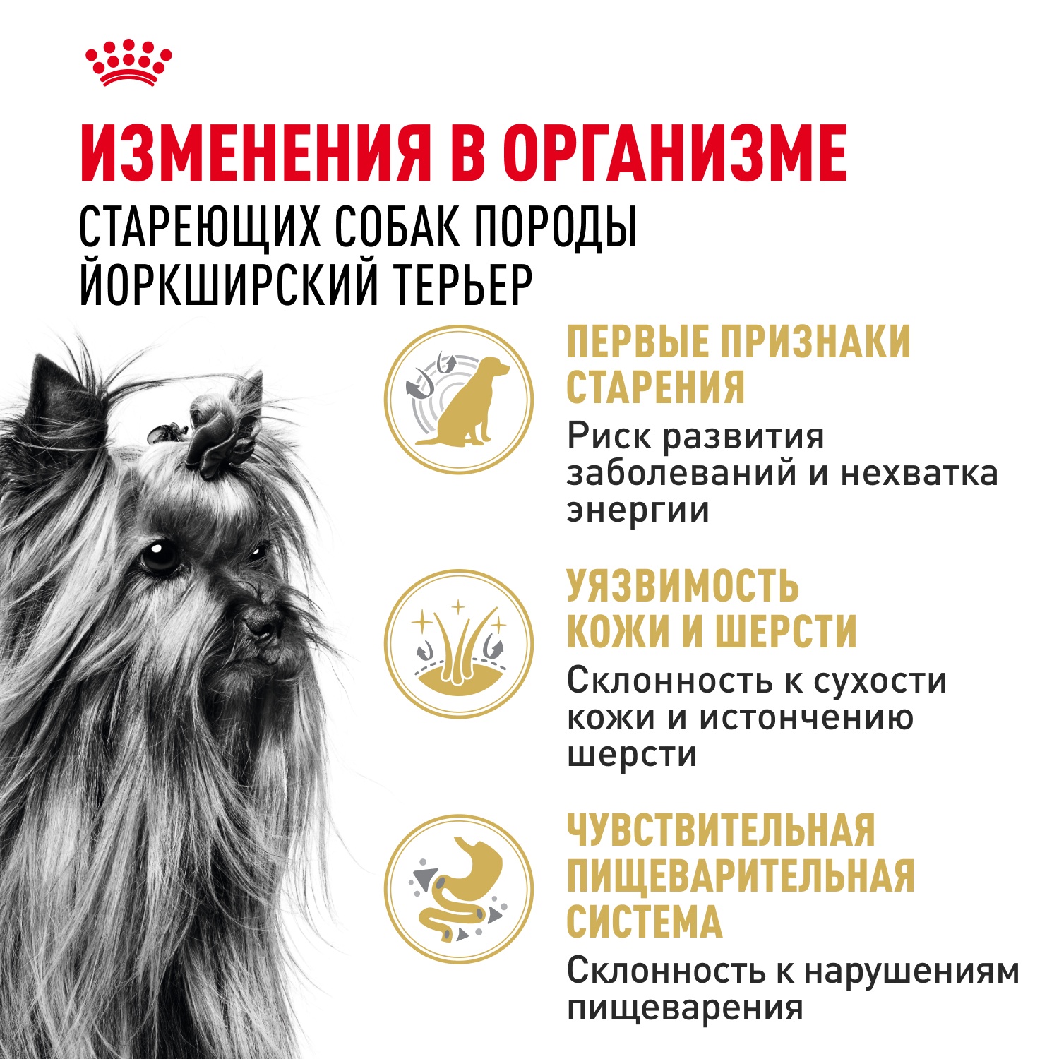 Royal Canin Yorkshire Terrier Adult 8+ для собак 2