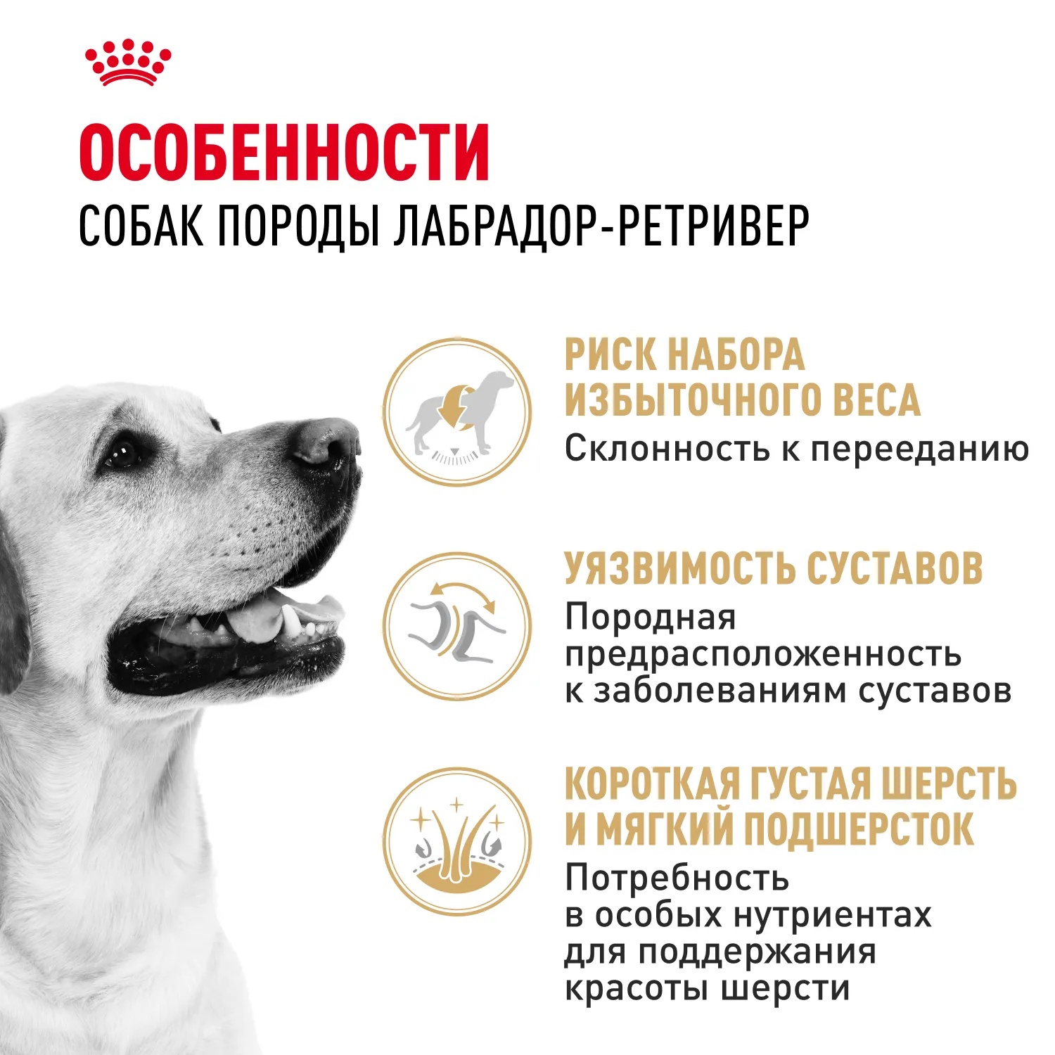 Royal Canin Labrador Retriever Adult для собак 3