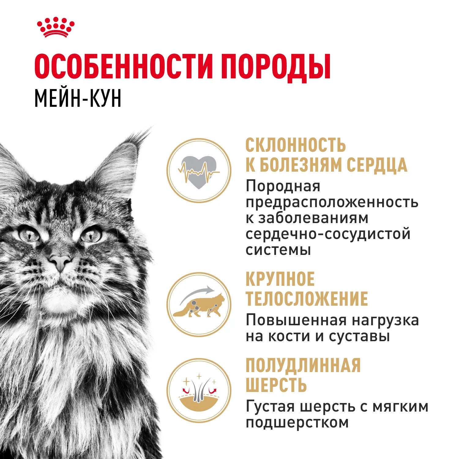 Royal Canin Maine Coon в соусе пауч для кошек 85 г 3