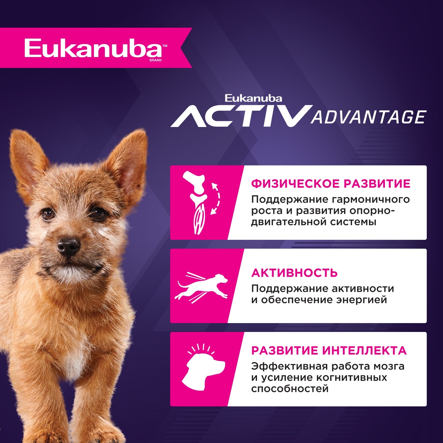 Eukanuba Puppy Small Breed Курица 2