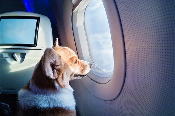 Как летать с животными - перевозка животных на самолете
