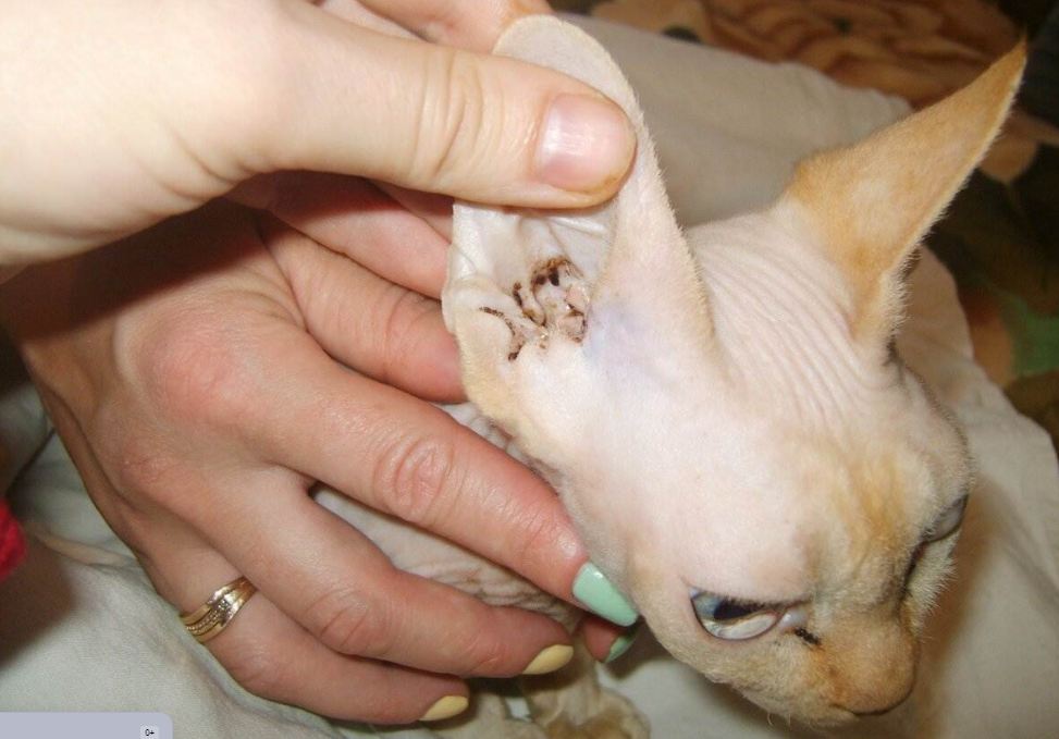 Ушной клещ у домашних кошек: признаки, диагностика и лечение